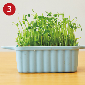 Lesson1 超簡単!ビギナーさんにおすすめ♪ 豆苗の根っこを使って再生しよう_手順3