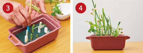 Lesson3 生け花感覚で楽しむ ネギや三つ葉で寄せ植えアレンジ_手順3,4