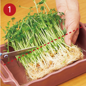 Lesson1 超簡単!ビギナーさんにおすすめ♪ 豆苗の根っこを使って再生しよう_手順1