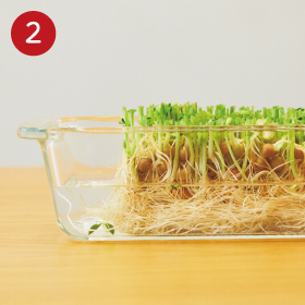 Lesson1 超簡単!ビギナーさんにおすすめ♪ 豆苗の根っこを使って再生しよう_手順2