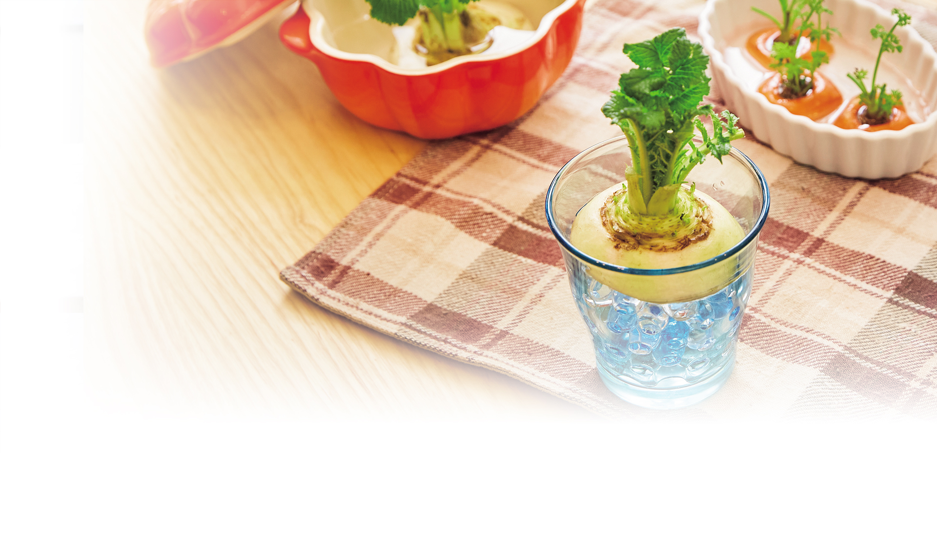 簡単＆エコでおしゃれにキッチンガーデニング 再生野菜『リボベジ』生活を楽しもう