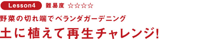 野菜の切れ端でベランダガーデニング 土に植えて再生チャレンジ!